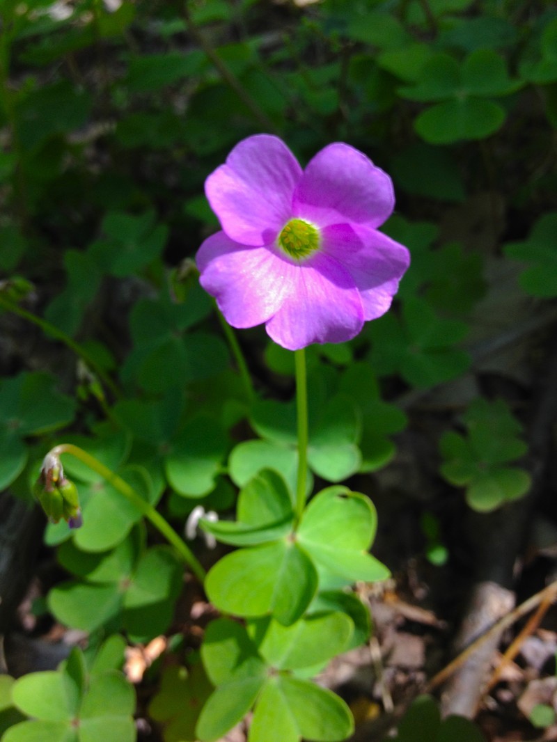 Violet Woodsorrel photo 2