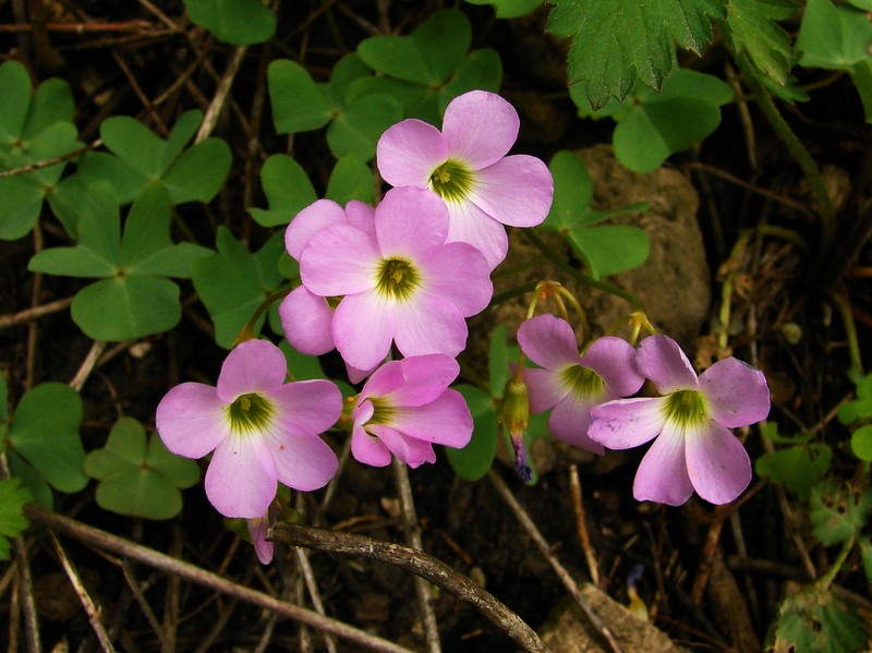 Violet Woodsorrel