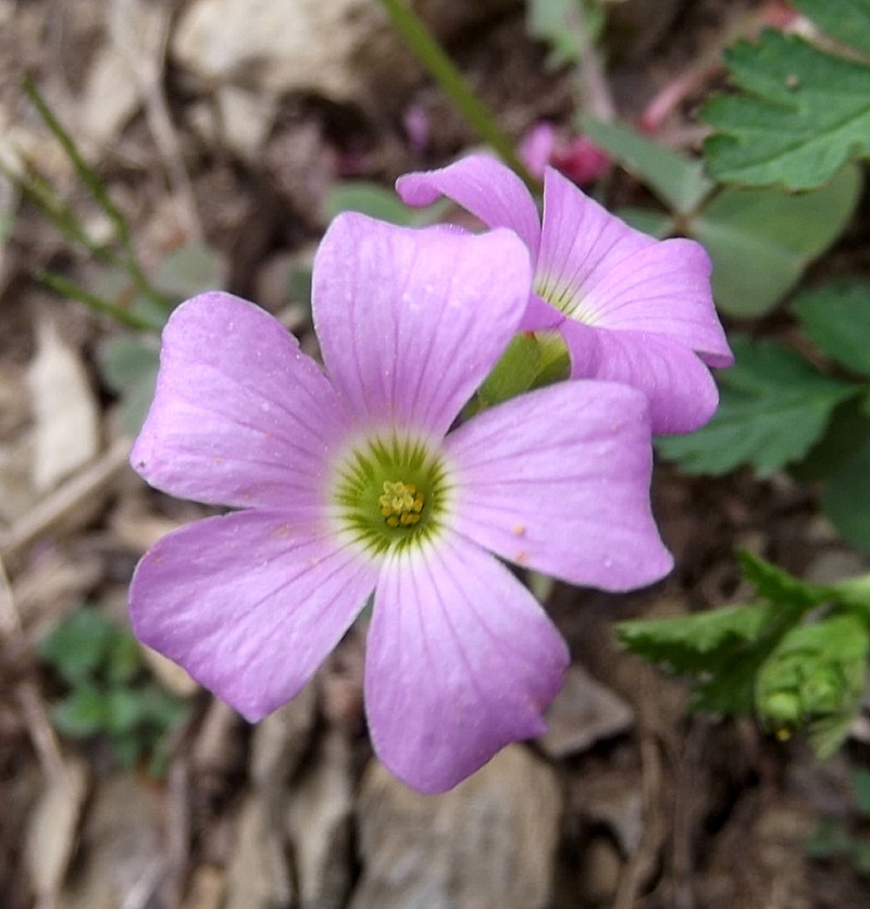Violet Woodsorrel photo 3