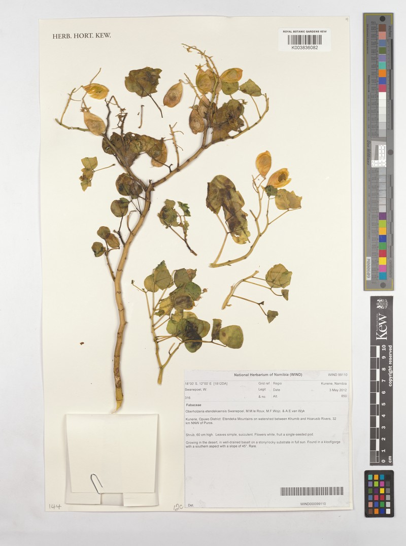 Oberholzeria etendekaensis
