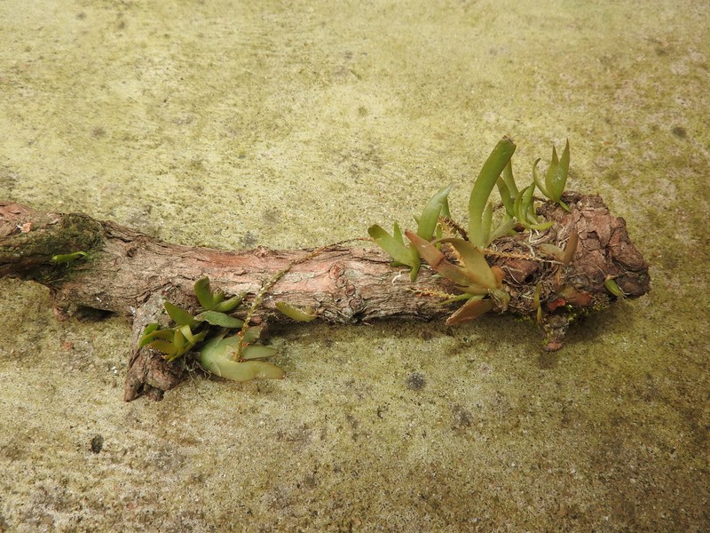 Arizona Adder's-Mouth Orchid