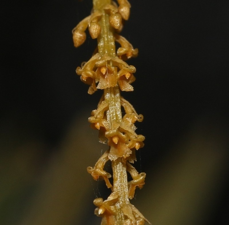 Oberonia mahaeliyensis