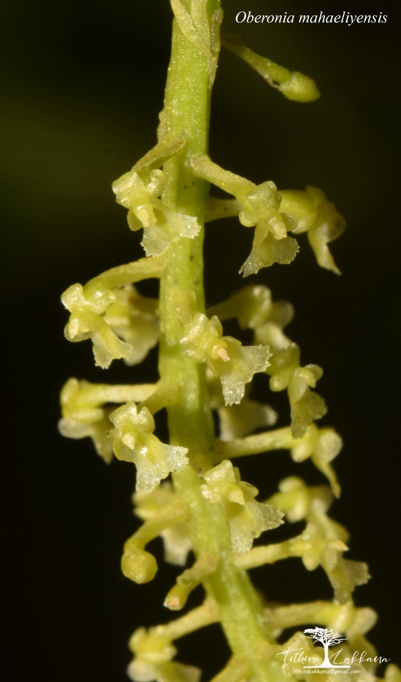 Oberonia mahaeliyensis photo 3