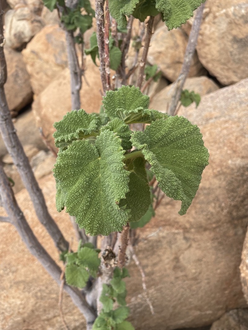 Obetia carruthersiana