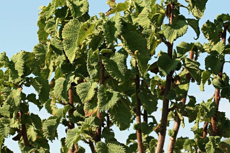 Obetia carruthersiana photo 2