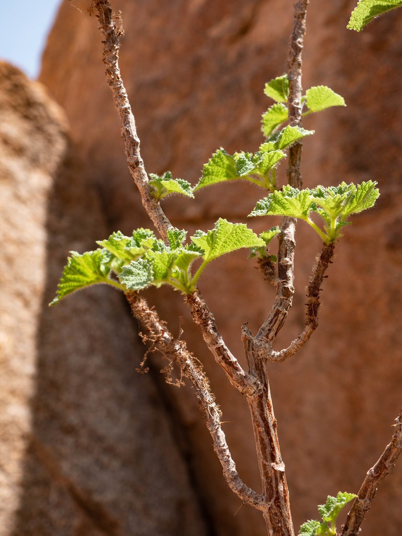 Obetia carruthersiana photo 3