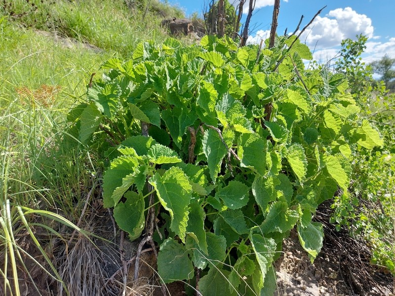 Obetia carruthersiana photo 4