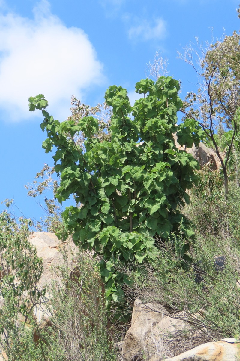 Obetia carruthersiana photo 5