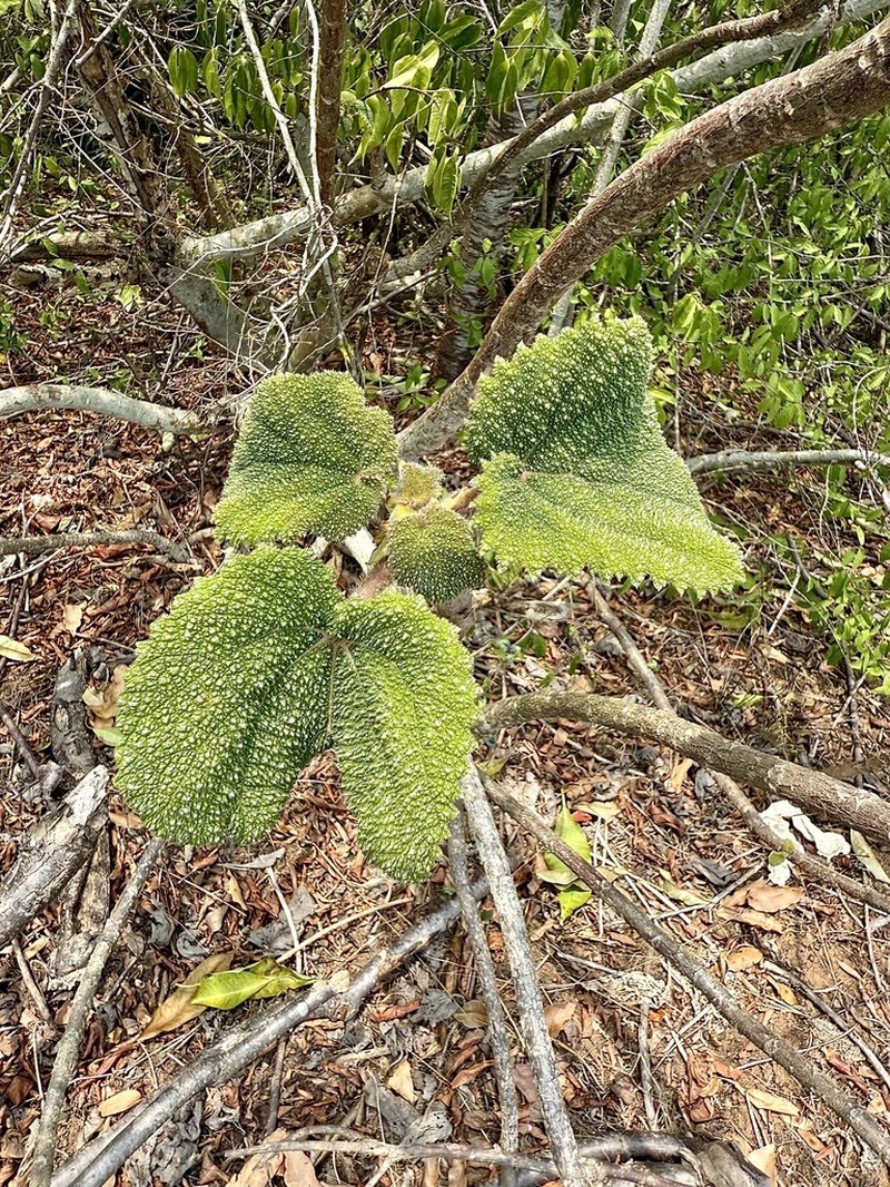 Obetia carruthersiana photo 6