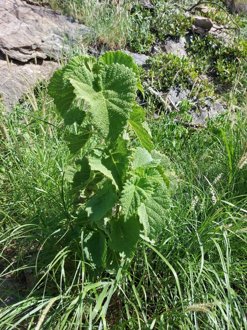 Obetia carruthersiana photo 7