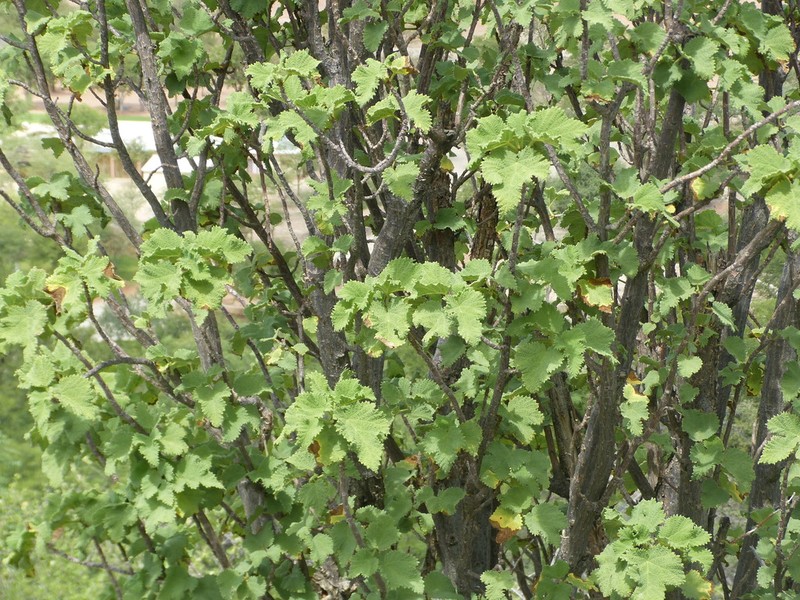 Obetia carruthersiana photo 8