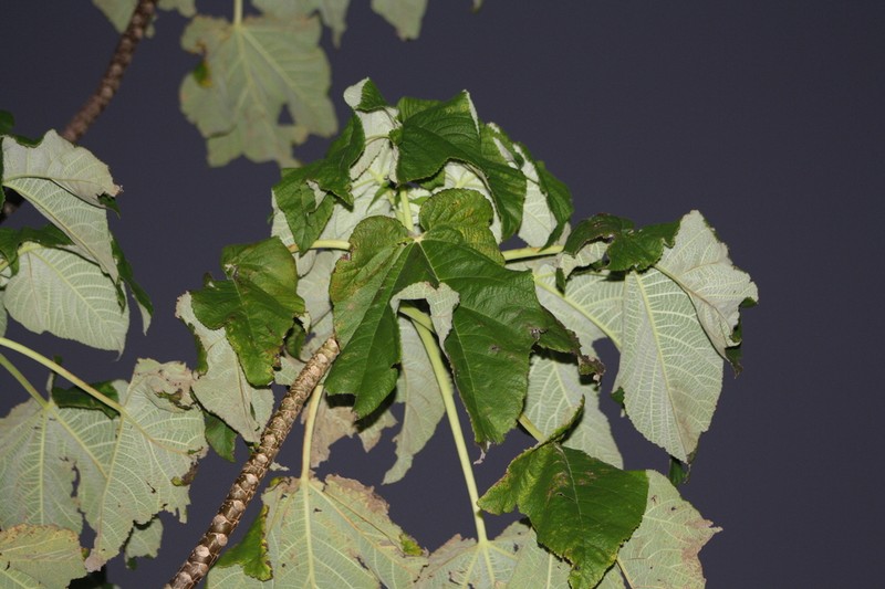 Obetia ficifolia