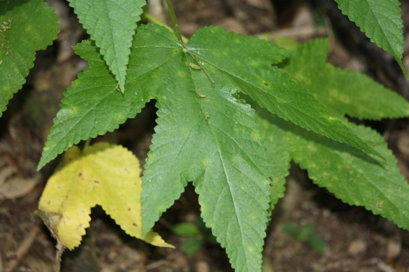 Obetia ficifolia photo 2