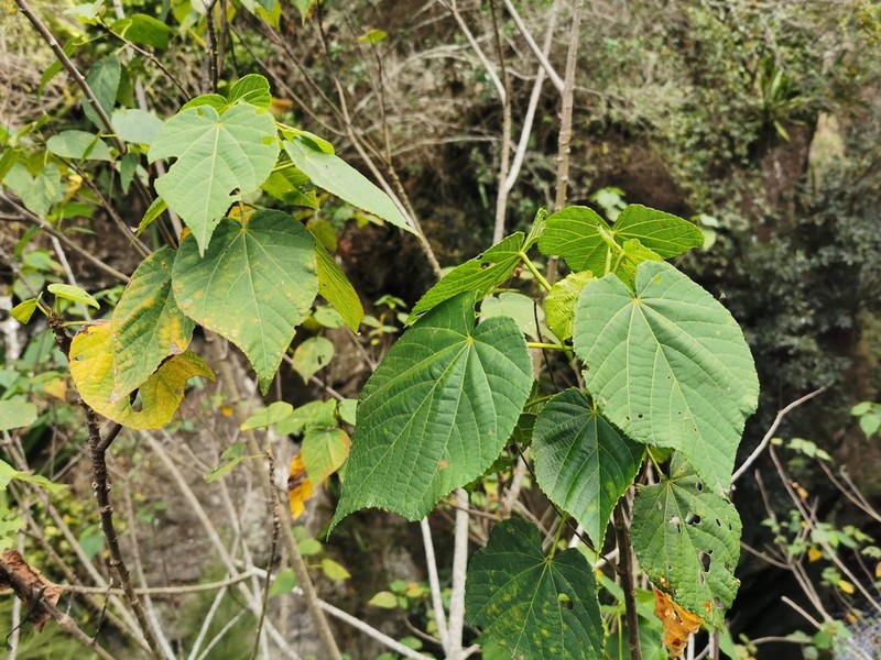 Obetia ficifolia photo 3