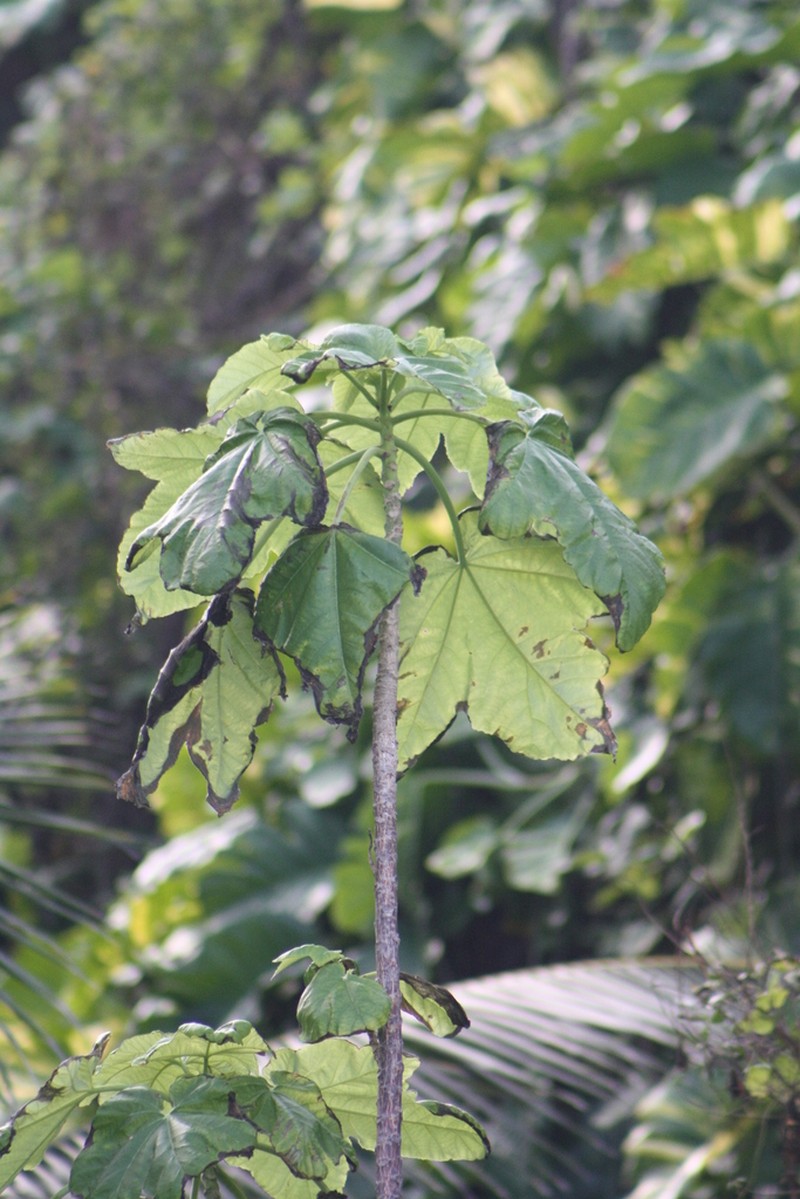 Obetia ficifolia photo 4