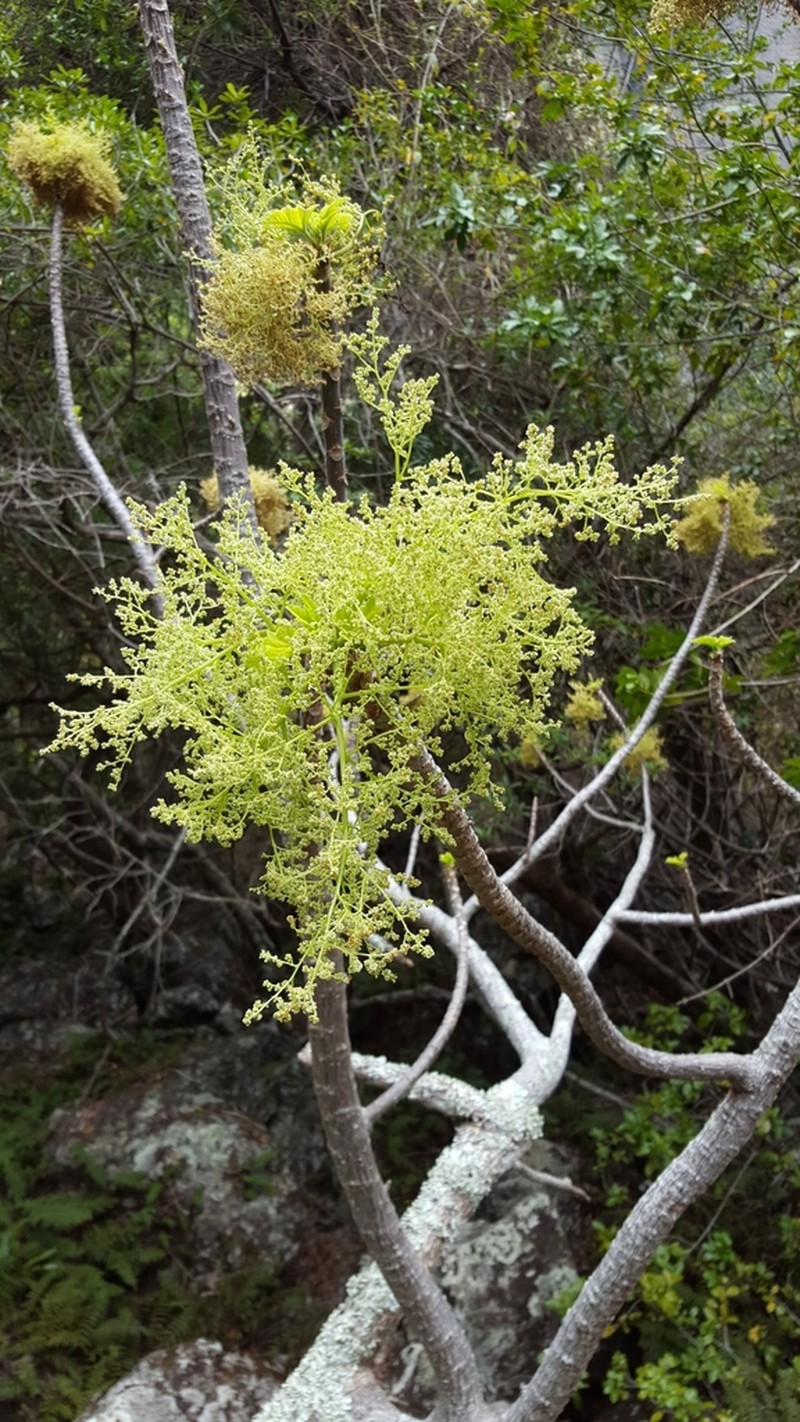 Obetia ficifolia photo 5