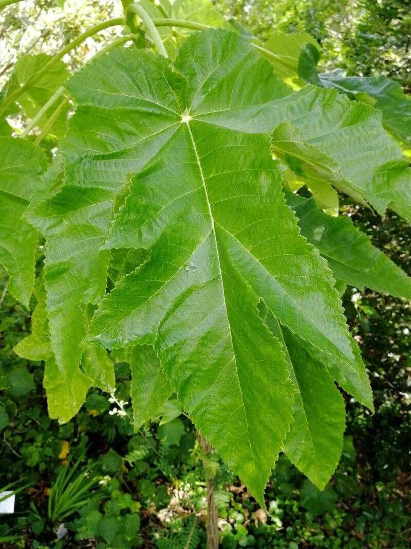 Obetia ficifolia photo 8