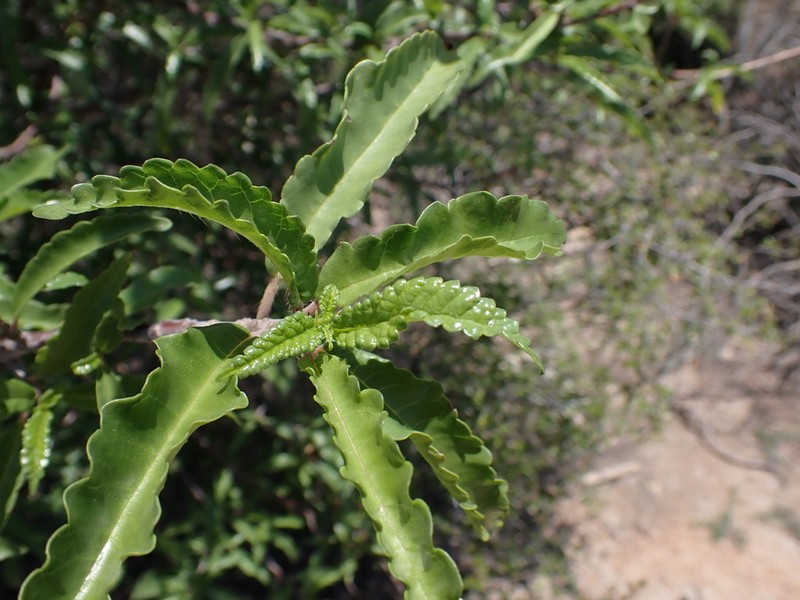 Obetia madagascariensis