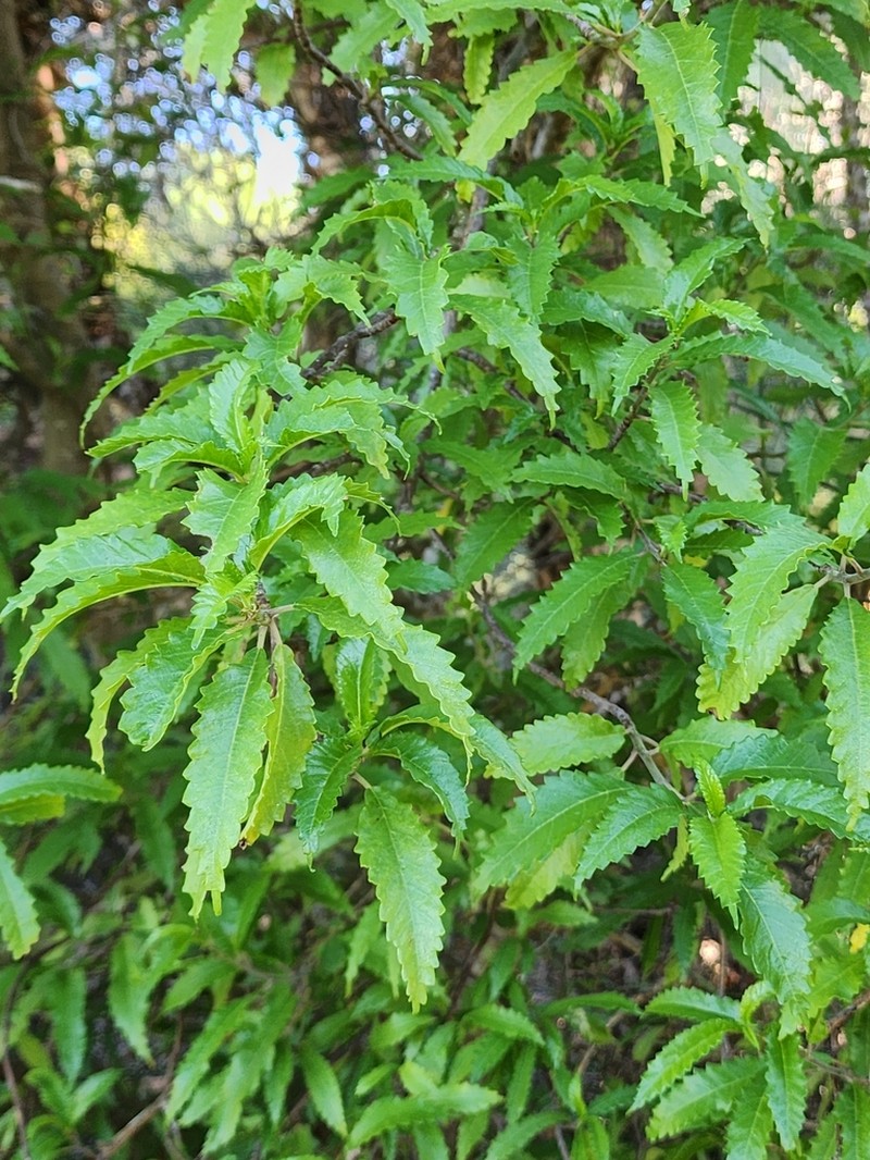 Obetia madagascariensis photo 2