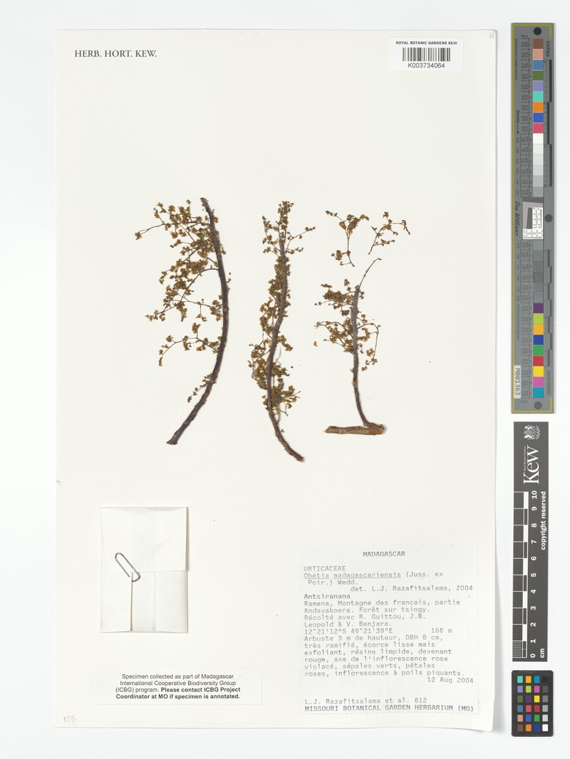 Obetia madagascariensis photo 3