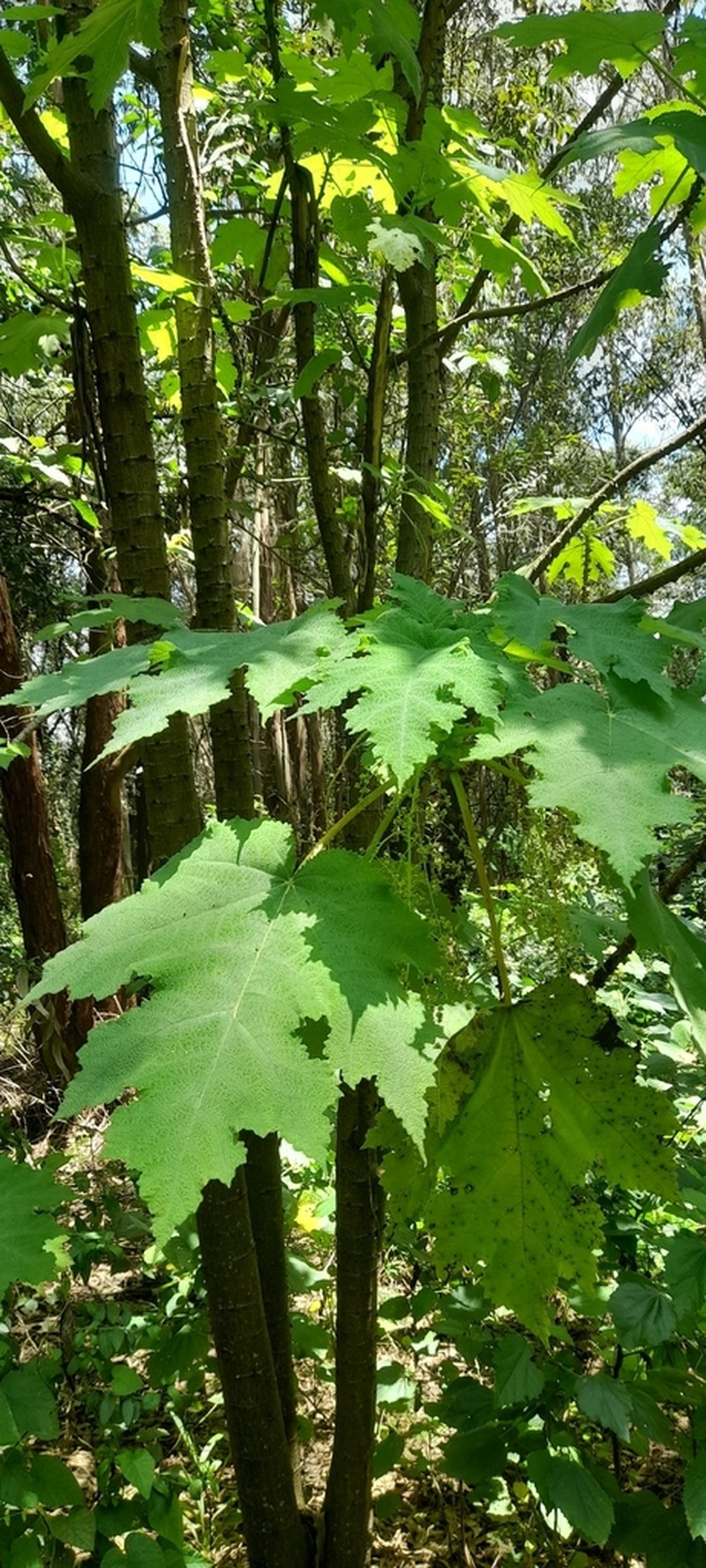 Obetia radula