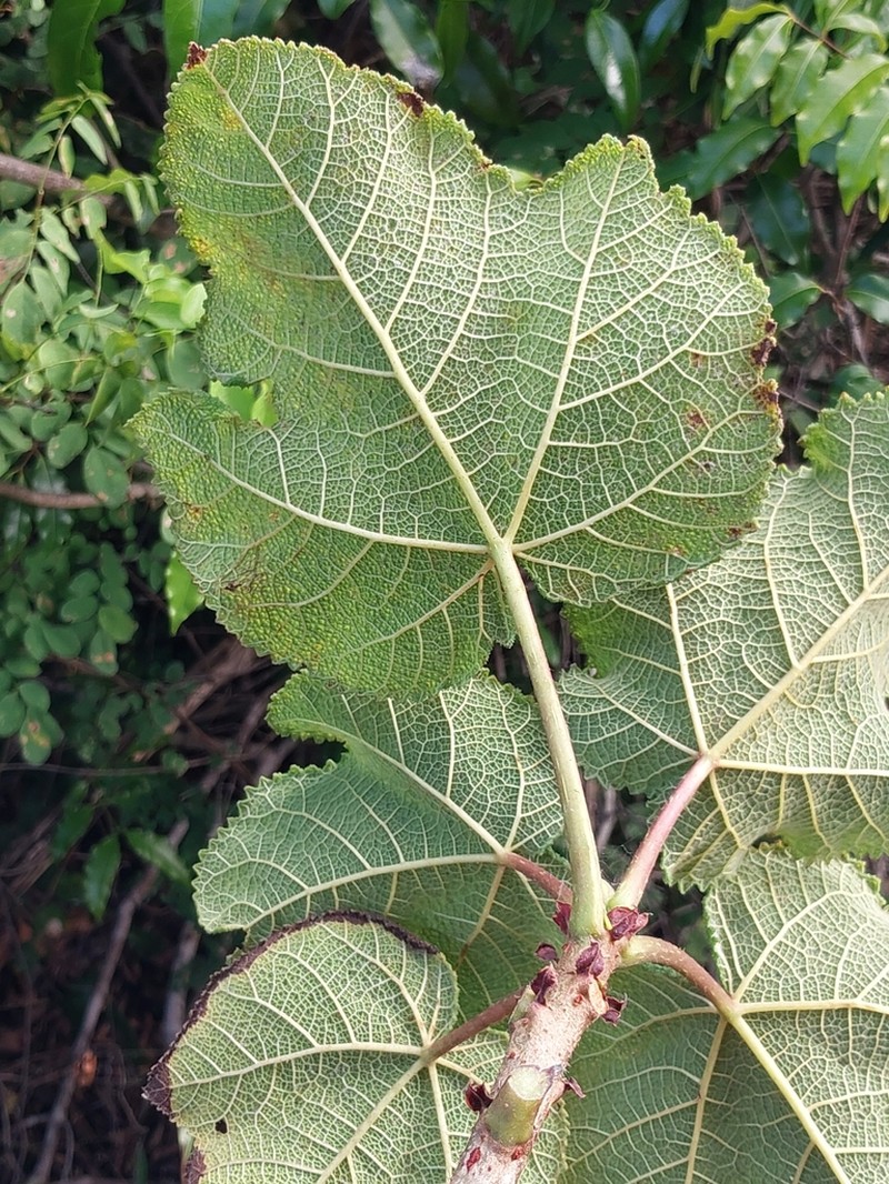 Obetia radula photo 2