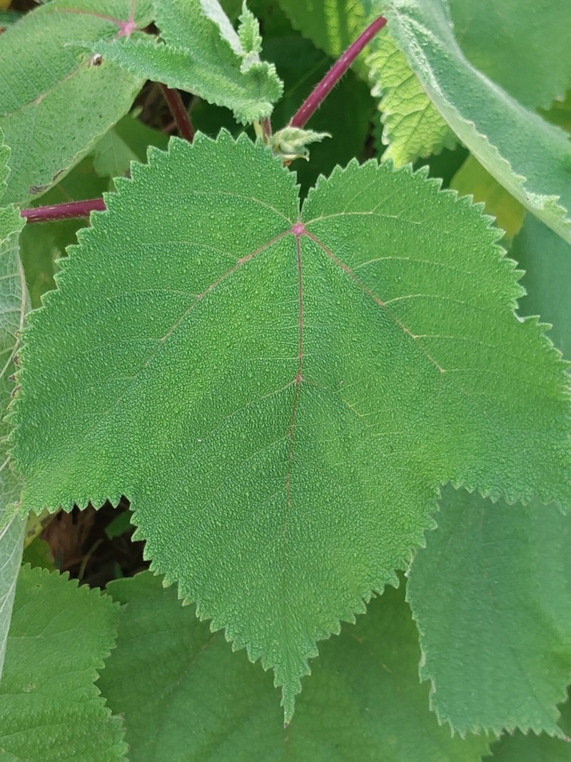 Obetia radula photo 3