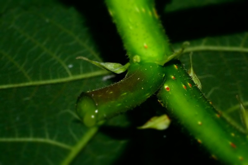 Obetia radula photo 4