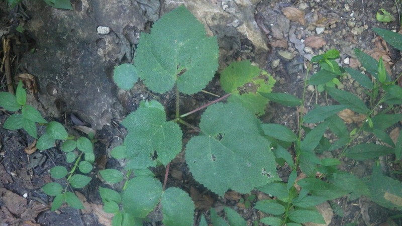 Obetia radula photo 5