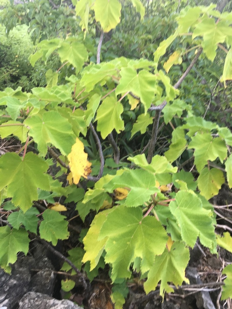 Obetia radula photo 6