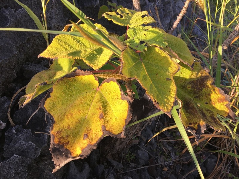 Obetia radula photo 7