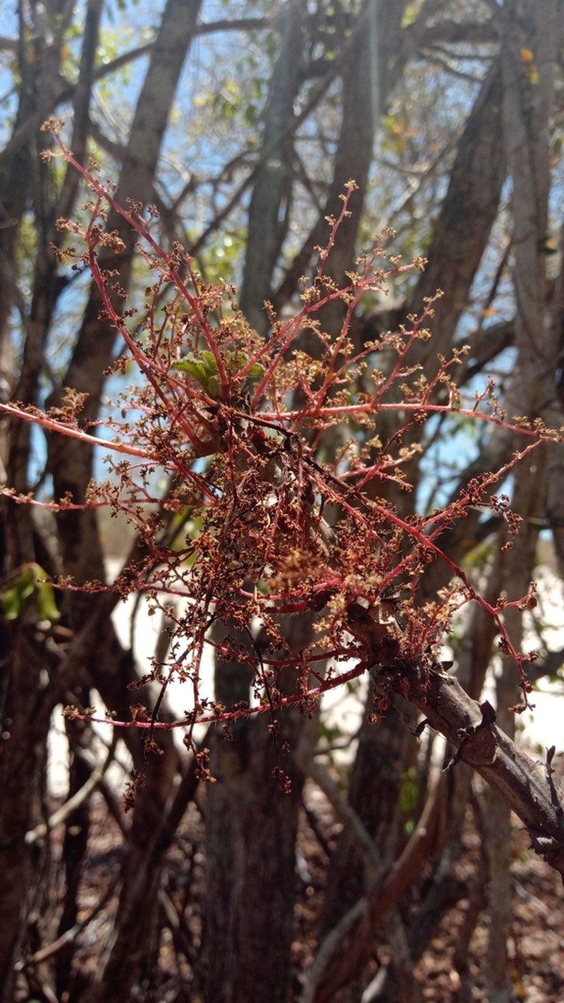 Obetia radula photo 8