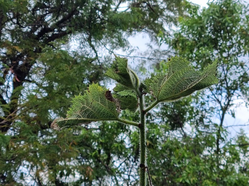 Obetia tenax