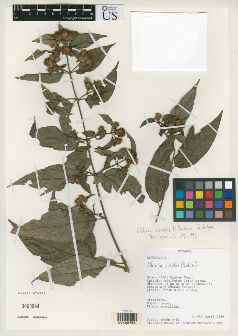 Oblivia ceronii