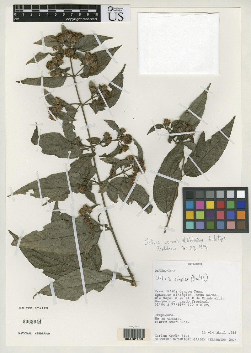 Oblivia ceronii photo 3