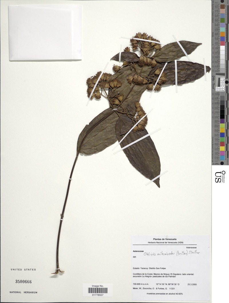 Oblivia mikanioides