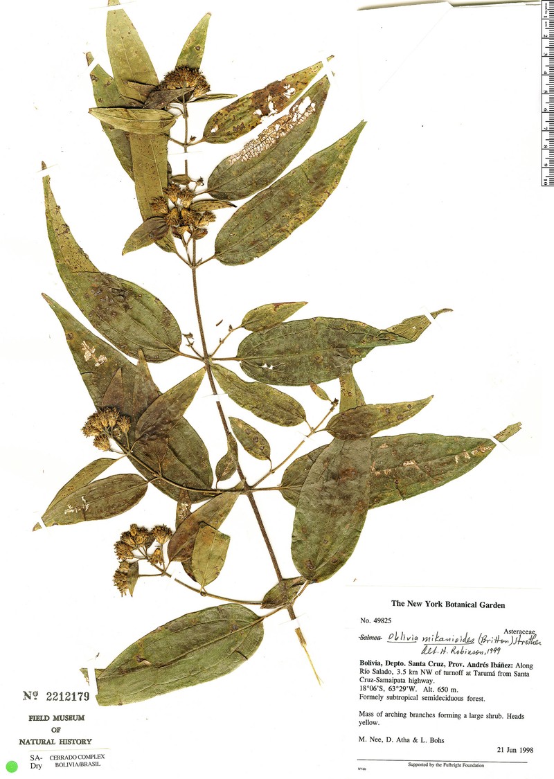 Oblivia mikanioides photo 2