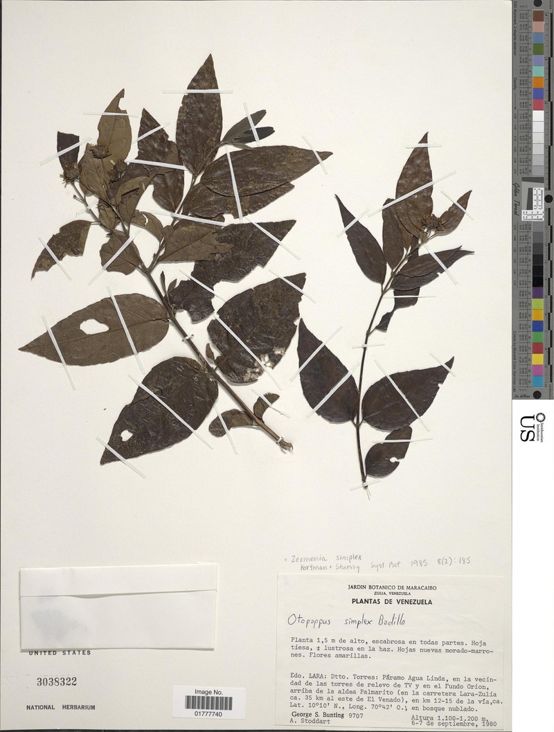 Oblivia simplex