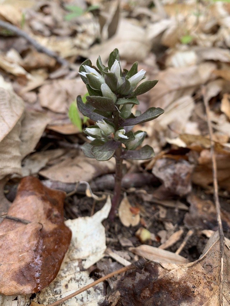 Virginia Pennywort photo 3