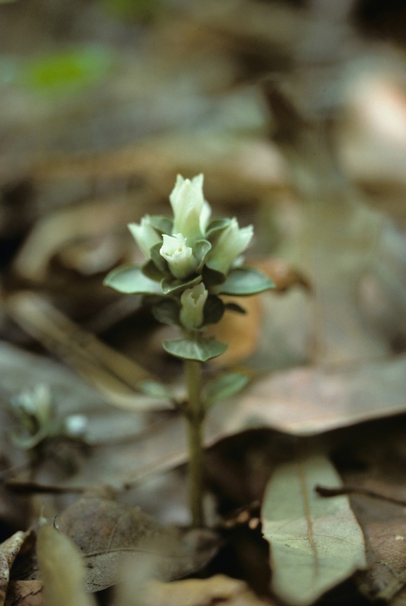 Virginia Pennywort photo 6