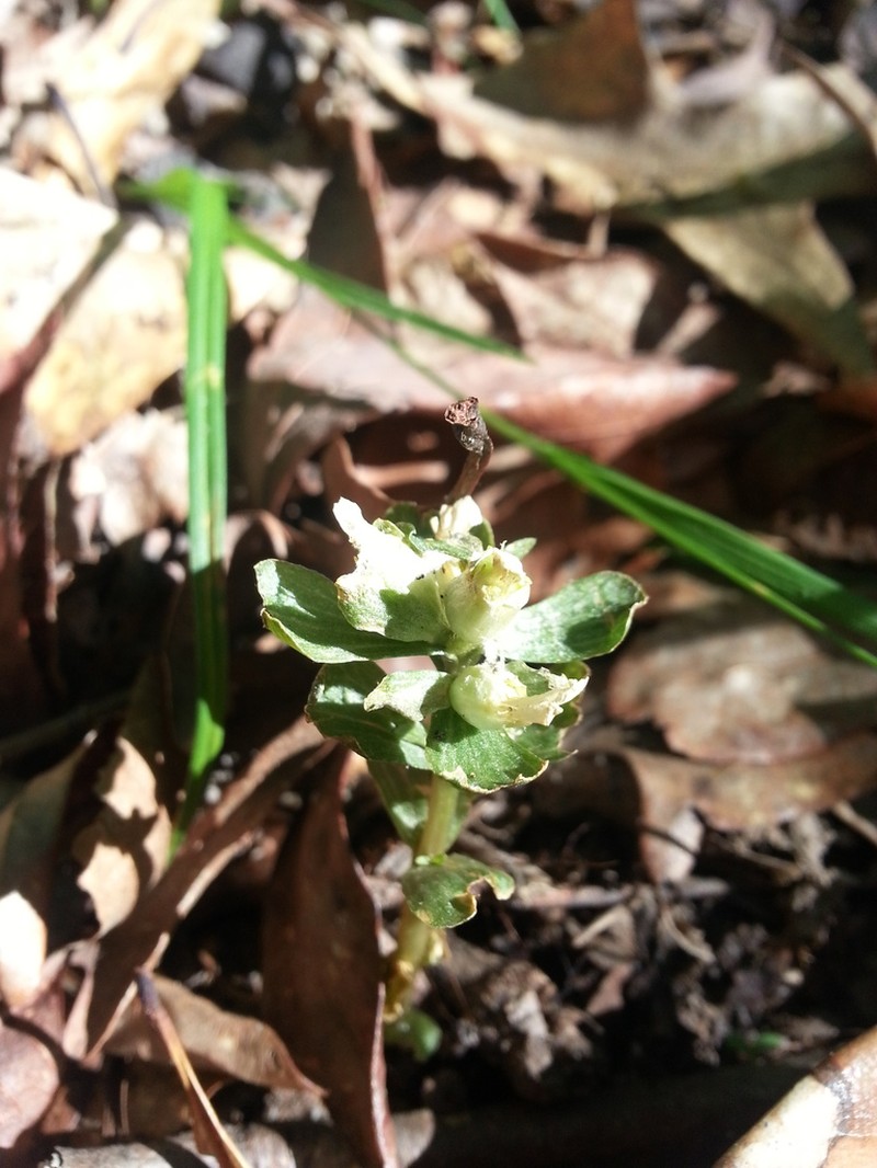Virginia Pennywort photo 7