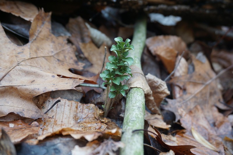 Virginia Pennywort photo 8
