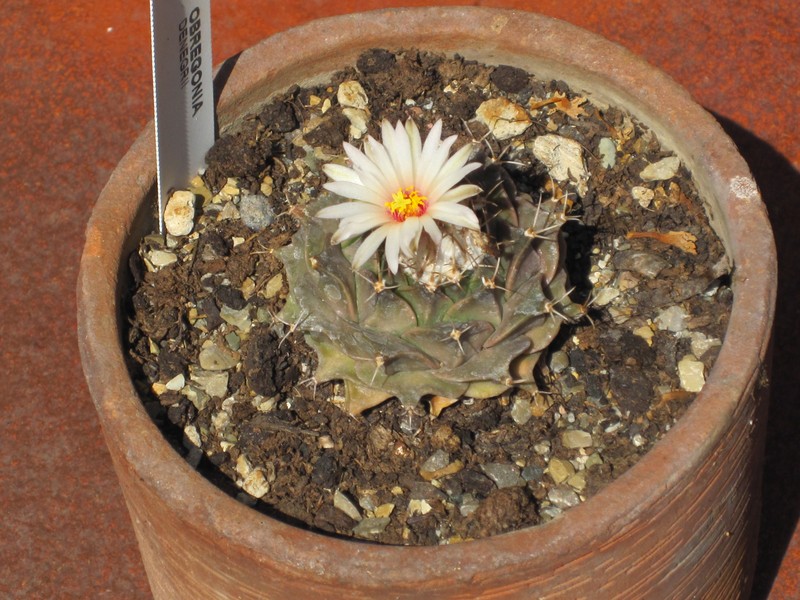 Obregonia denegrii photo 2