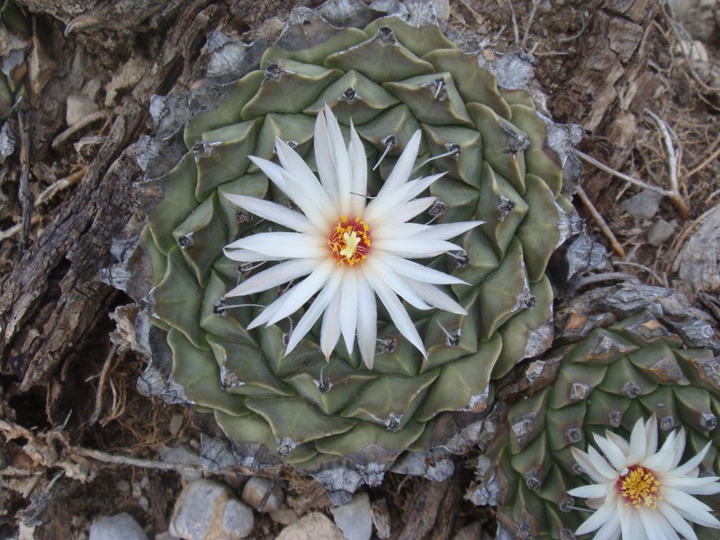 Obregonia denegrii photo 3