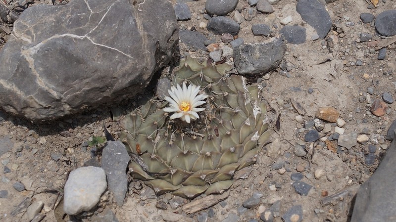 Obregonia denegrii photo 5