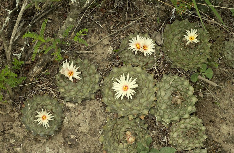 Obregonia denegrii photo 6
