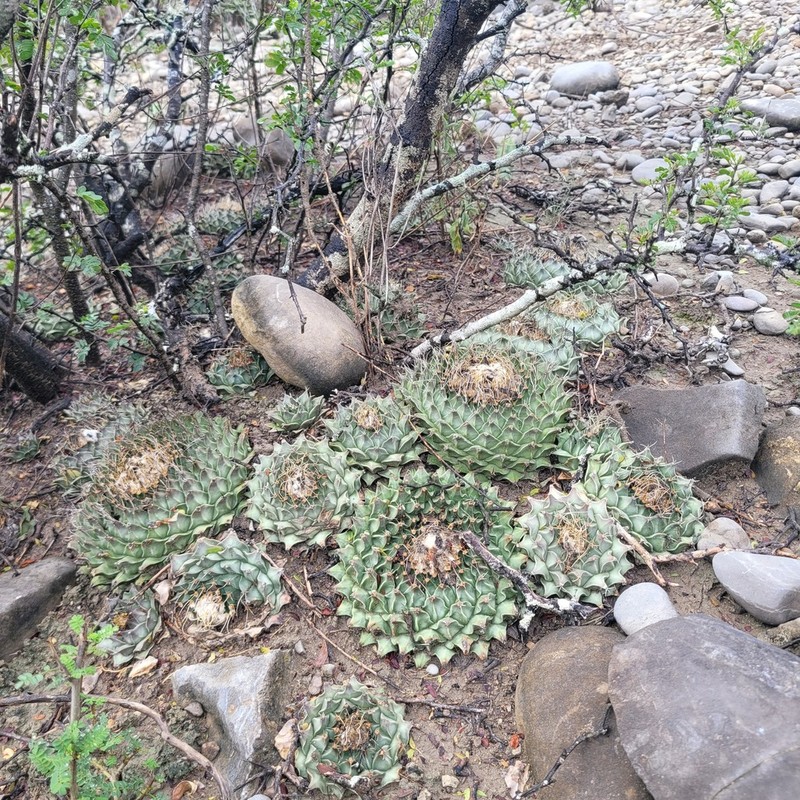 Obregonia denegrii photo 7