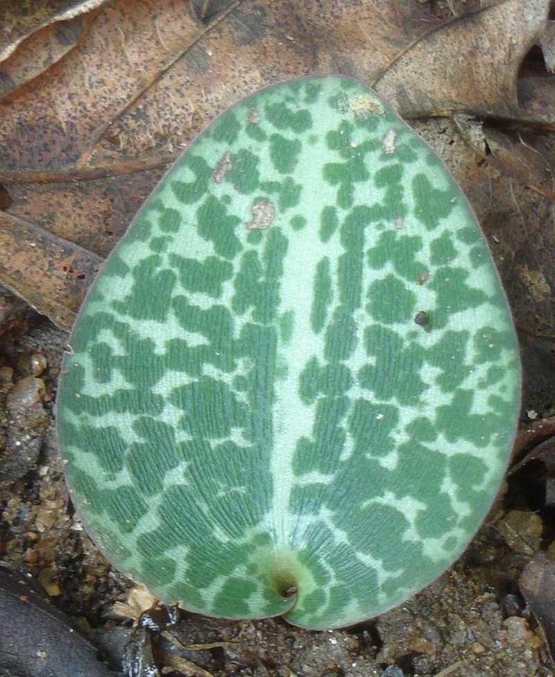 Occultia fragrans photo 2