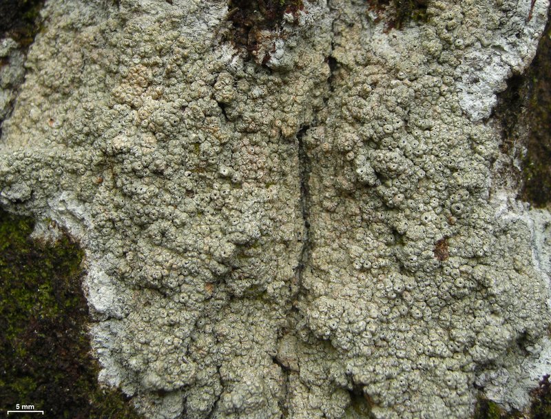 American Ocellularia Lichen