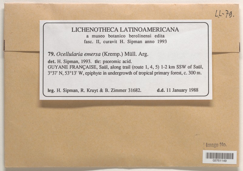 Ocellularia emersa